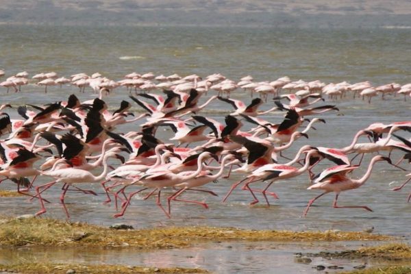 Abijatta Shalla lakes pelicans