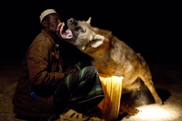 Yusef is one of a few people in Harar, Ethiopia,  who has this close relationship with Wild hyenas  - calling them into his house and feeding them by hand.