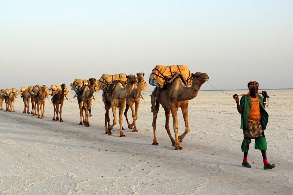 Salt_transport_by_a_camel_train_on_Lake_Assale_(Karum)_in_Ethiopia
