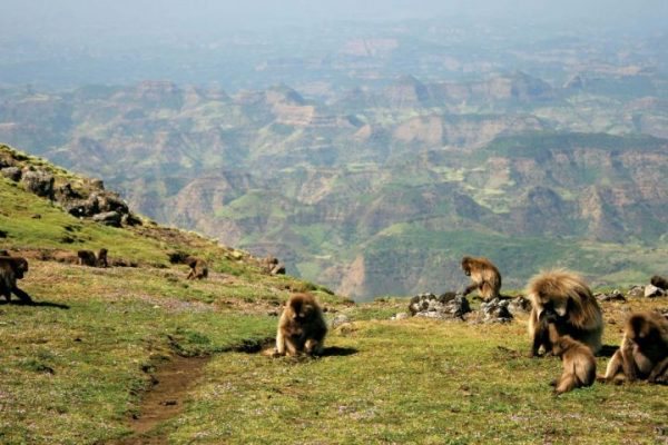 monkeys-Gelada-Simien-Mountains-National-Park-Ethiopia-720x606